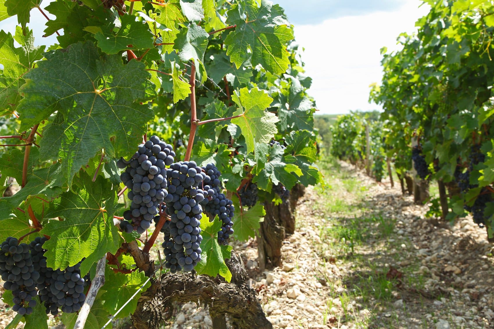 Qu'est-ce que le Fonds d'urgence viticulture 2024 ?